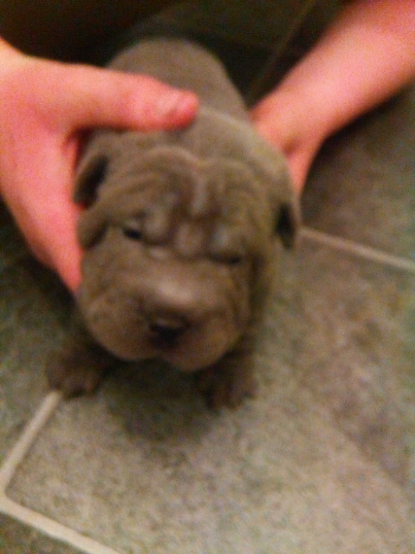 shar pei gumtree